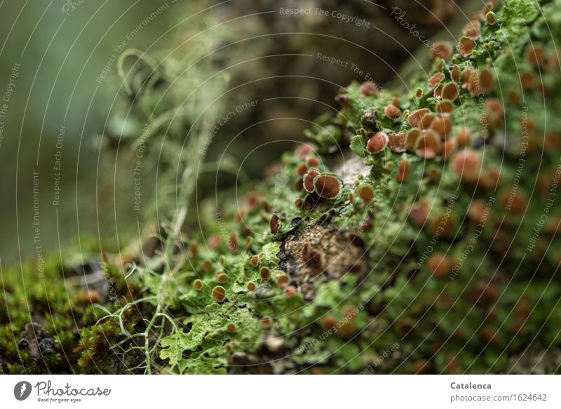 Baumflechten wandern Umwelt Natur Pflanze Klima Klimawandel Pilz Algen Urwald alt Wachstum exotisch Zusammensein nachhaltig schön braun grün orange Reinheit