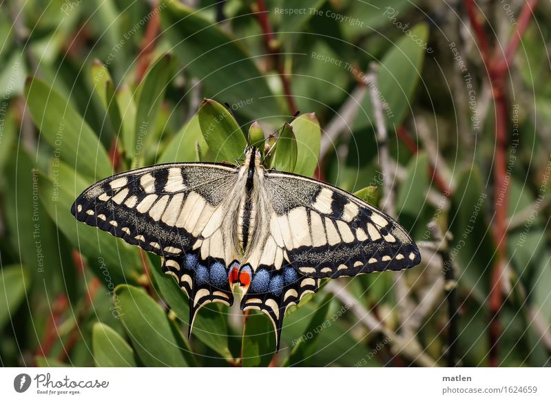 Schönling Pflanze Tier Wildtier Schmetterling 1 blau braun mehrfarbig gelb grün rot schwarz Sonnenbad Schwalbenschwanz Farbfoto Außenaufnahme Makroaufnahme