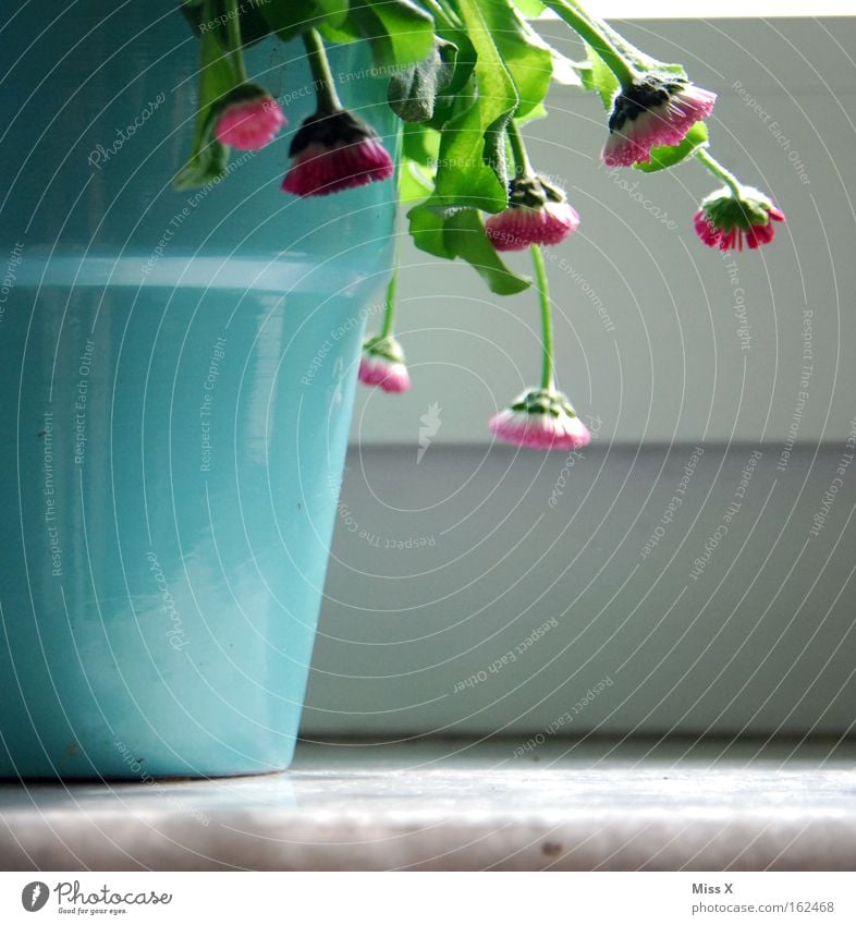 Man(n) sollte gießen ! Farbfoto Innenaufnahme Topf Pflanze Blume Fenster Gießkanne kaputt Blumentopf Gänseblümchen welk vertrocknet Fensterbrett Zimmerpflanze