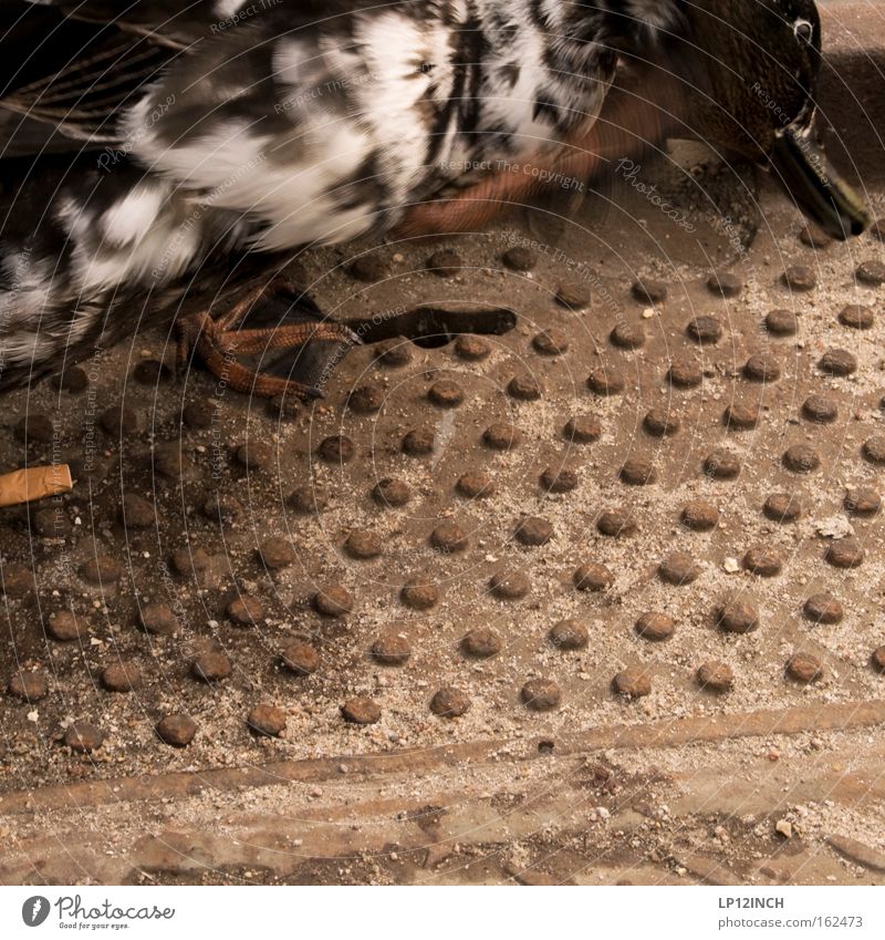 Hafen-Ente Farbfoto Außenaufnahme Nahaufnahme Textfreiraum Mitte Tag Bewegungsunschärfe Ernährung Umwelt Tier Vogel 1 Beton Reinigen Laster Leben Reinlichkeit