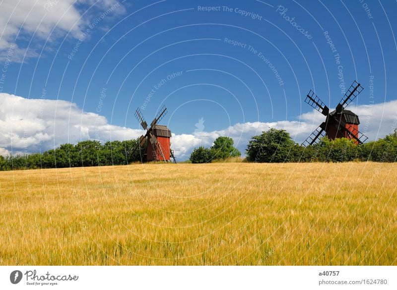 Windmühle Öland Sverige Schweden Hallig Oland Landschaft Kultur Sonne Natur berühmter Ort Architektur Ackerbau ländlich Himmel Hügel Skandinavien Blume Frühling