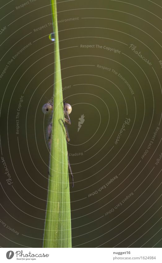 Du siehst mich nicht! Natur Tier Wassertropfen Sommer Pflanze Gras Moor Sumpf Wildtier Libelle 1 beobachten Blick Fröhlichkeit lustig braun grün Idylle Farbfoto