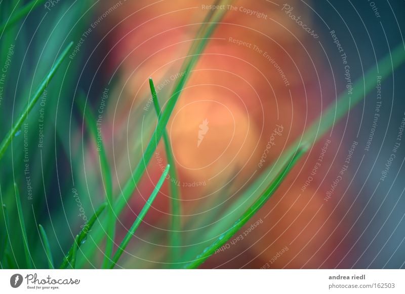 Frischsaftigundgrün Natur Regen Wassertropfen Kräuter & Gewürze Gras abstrakt rot orange frisch Frühling Stimmung Pflanze Wissenschaften Makroaufnahme