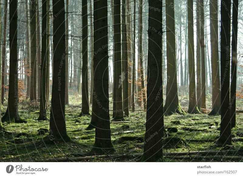 bäumig... Abenteuer Expedition Sommer Umwelt Natur Pflanze Erde Sonnenlicht Frühling Nebel Baum Gras Moos Grünpflanze Wald Holz träumen Traurigkeit braun grün