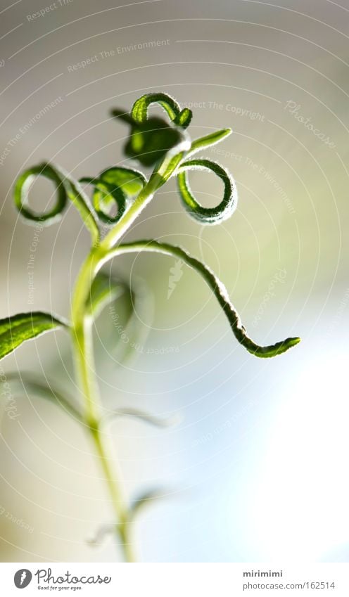 curly spring Pflanze Rosmarin Kräuter & Gewürze grün Locken Frühling Wochenende