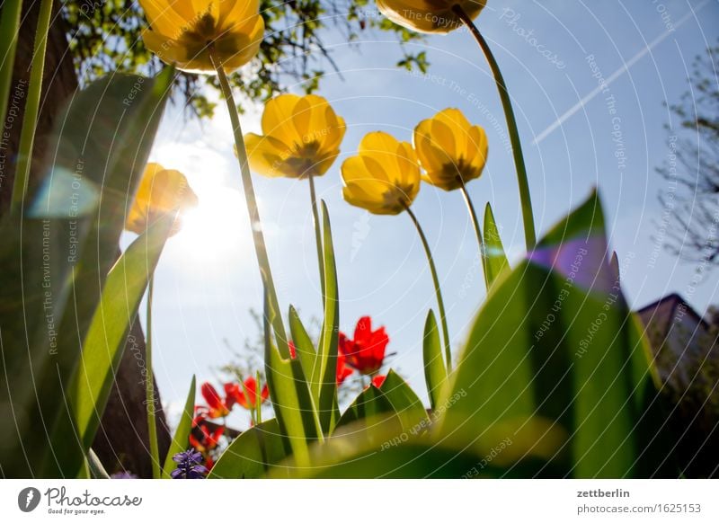 Tulpen Baum Blume Blühend Blüte Sträucher Erholung aufwachen Tier Froschperspektive Frühling Garten Himmel Kirschblüten Schrebergarten Licht Menschenleer Natur