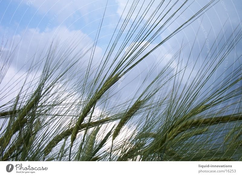 Getreide Weizen Wolken