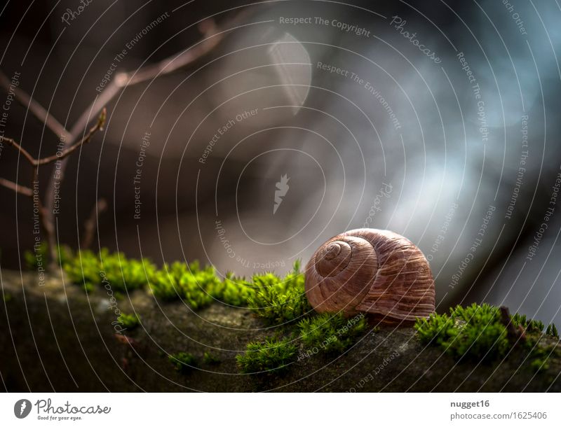 in the morning light Natur Moos Wald Tier Wildtier Schnecke 1 schön blau braun grün Zufriedenheit Frühlingsgefühle ruhig Idylle Farbfoto Außenaufnahme