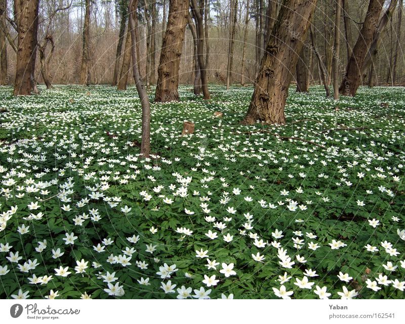 Im Märchenwald Farbfoto Außenaufnahme Menschenleer Zentralperspektive Totale Weitwinkel harmonisch Joggen Umwelt Natur Pflanze Frühling Baum Blume Grünpflanze