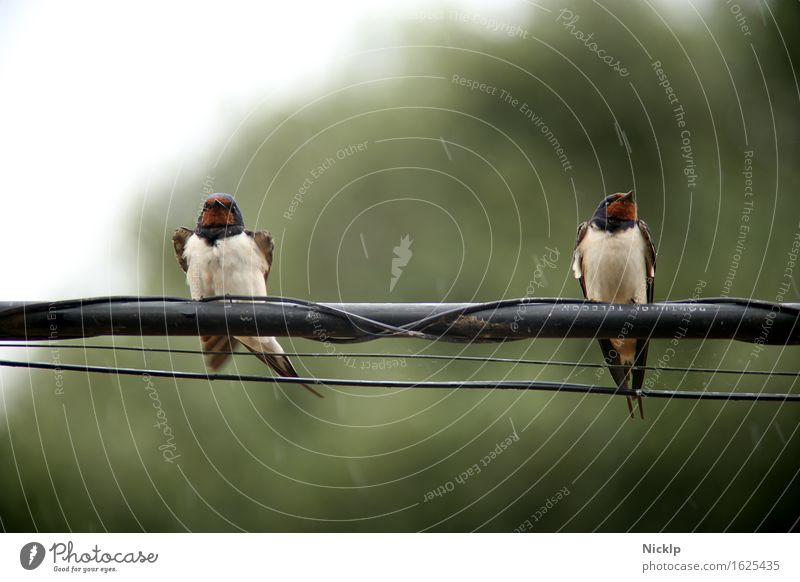 Hangin' Out schlechtes Wetter Regen Tier Vogel Rauchschwalbe Schwalben 2 genießen hocken elegant frei mehrfarbig Freundschaft Zufriedenheit Freiheit Frieden