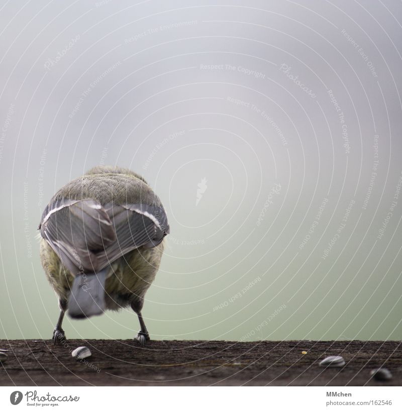 Höhenangst Vogel Holz Rücken Feder springen startbereit warten Am Rand Feigheit Angsthase zögern Panik Sicherheit trau dich! auf`m sprung