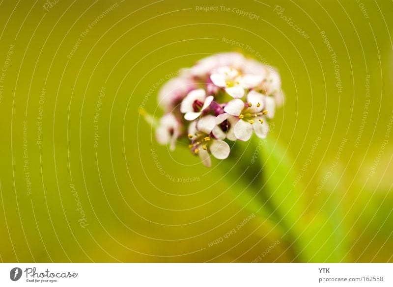 Blüten-strauß Freude Umwelt Natur Pflanze Frühling Sommer Blume Sträucher Blatt Garten Park Wiese grün violett Einsamkeit Botanik Blumenstrauß zart fein