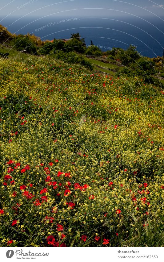 Osterspaziergang Frühling Mohn Blumenwiese Meer Glück Freude schön gelb