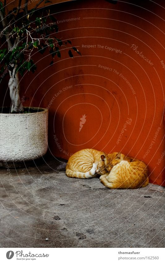 Siesta Pause ruhig Sicherheit Intimität Wärme Warmherzigkeit Idylle Katze rothaarig Zufriedenheit Erholung Sonnenbad Säugetier Sommer Freude