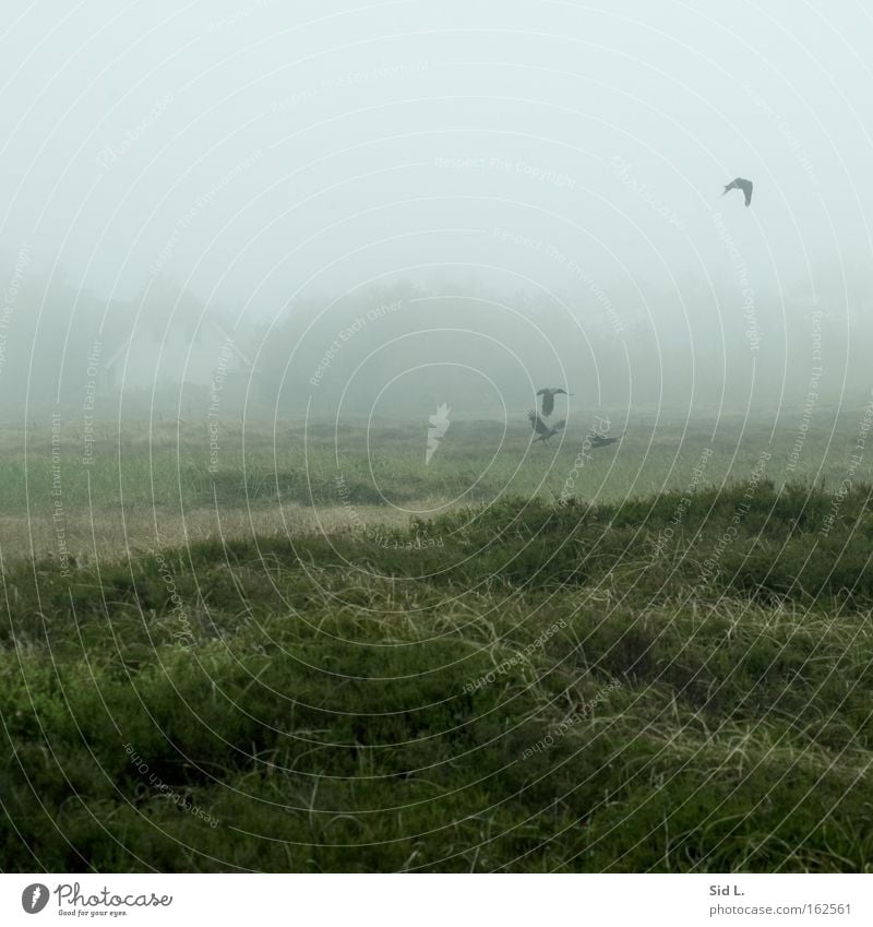 Dünenheide auf Hiddensee Nebel Krähe Heidekrautgewächse Windstille Insel Vogel Haus fliegen flüchten Frieden