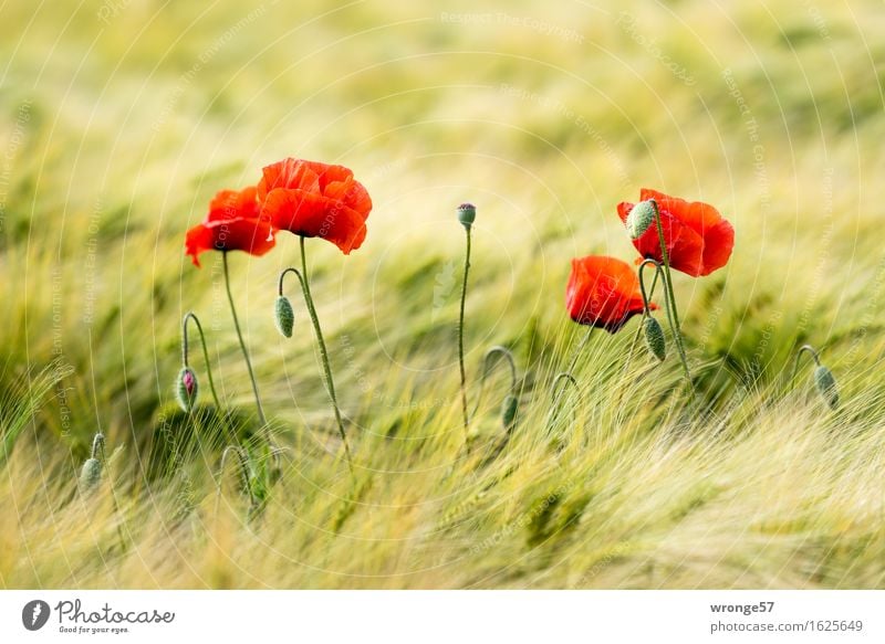 Farbtupfer II Umwelt Natur Pflanze Sommer Blume Nutzpflanze Getreide Mohn Feld natürlich schön gelb grün rot Getreidefeld Kornfeld Mohnblüte grün-gelb Farbfoto