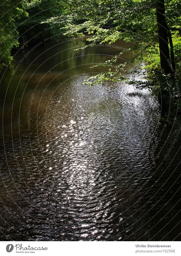 Bach fließt unter grünen Zweigen leicht gekräuselt Farbfoto Außenaufnahme Textfreiraum unten Licht Schatten Sonnenstrahlen harmonisch Erholung ruhig Wellen