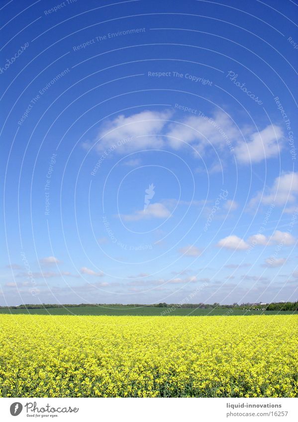 Rapsfeld im Mai I Wolken gelb Horizont Frühling Raps. Rapsfeld Himmel