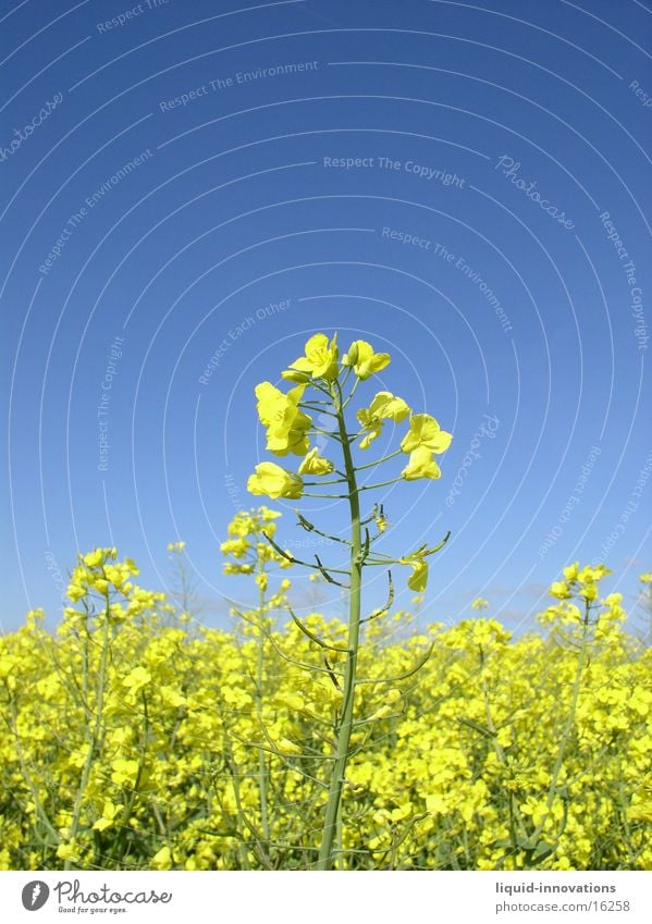 Rapsfeld im Mai III Wolken gelb Horizont Frühling Rapsblüte Blüte Raps. Rapsfeld Himmel