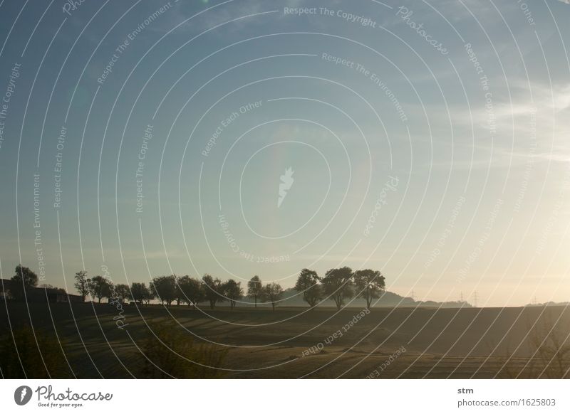 unterwegs Umwelt Natur Landschaft Pflanze Himmel Wolkenloser Himmel Horizont Sonne Sonnenaufgang Sonnenuntergang Frühling Schönes Wetter Baum Feld authentisch