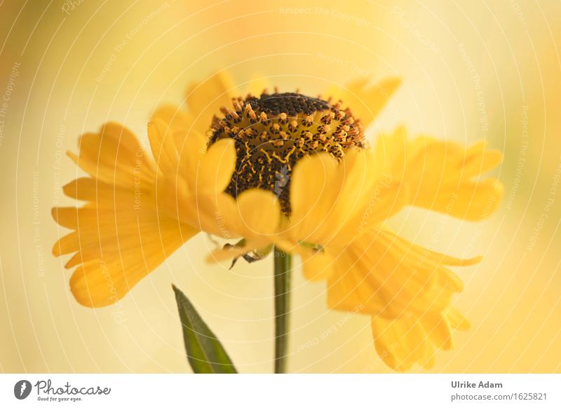 Blütentanz Kunst Kunstwerk Pflanze Sommer Blume Sonnenbraut Stauden Garten Park Blumenstrauß Blühend Duft leuchten exotisch frisch wild weich gelb Gefühle