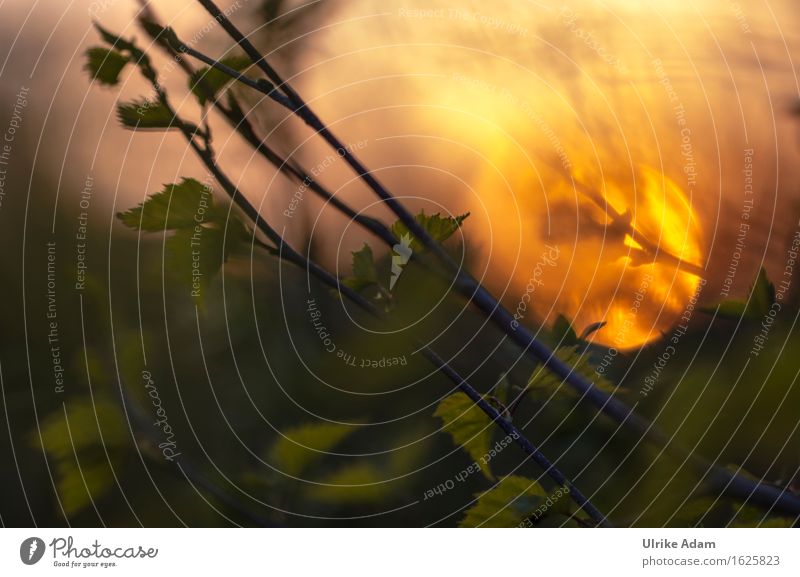 Mystischer Frühlingsanfang Umwelt Natur Landschaft Pflanze Schönes Wetter Blatt Birke Birkenblätter Park Wiese Feld Erholung träumen Traurigkeit natürlich gelb