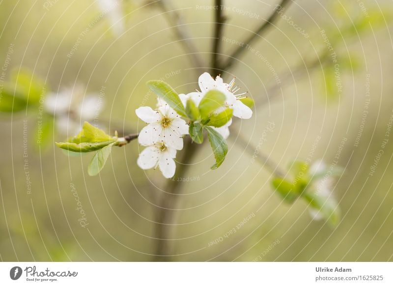 Frühlingserwachen Kirschblüten Kirschbaum Natur Pflanze Baum Blatt Blüte Garten Blühend leuchten außergewöhnlich Duft authentisch Fröhlichkeit frisch wild weich