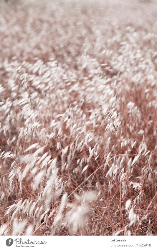 Wind I Kunst ästhetisch Landschaft Landschaftsformen Landwirtschaft Feld Getreide Getreidefeld dezent weich Wachstum reif anbauen Farbfoto Gedeckte Farben