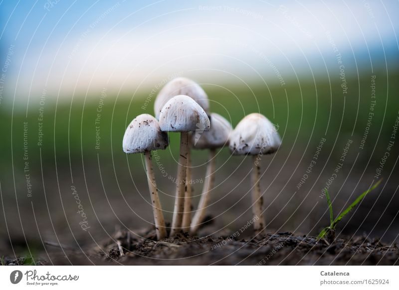 Pilzgruppe im Abendlicht Umwelt Natur Erde Luft Wolkenloser Himmel Herbst Schönes Wetter Wiese Feld Wald leuchten dehydrieren Wachstum ästhetisch bedrohlich