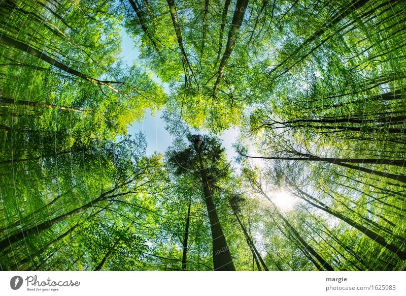 Maiwald: ein Blick nach oben in die Baumwipfel. Ein hoher Baum erscheint besonders mächtig Gesundheit Erholung ruhig Ferien & Urlaub & Reisen Ausflug Freiheit