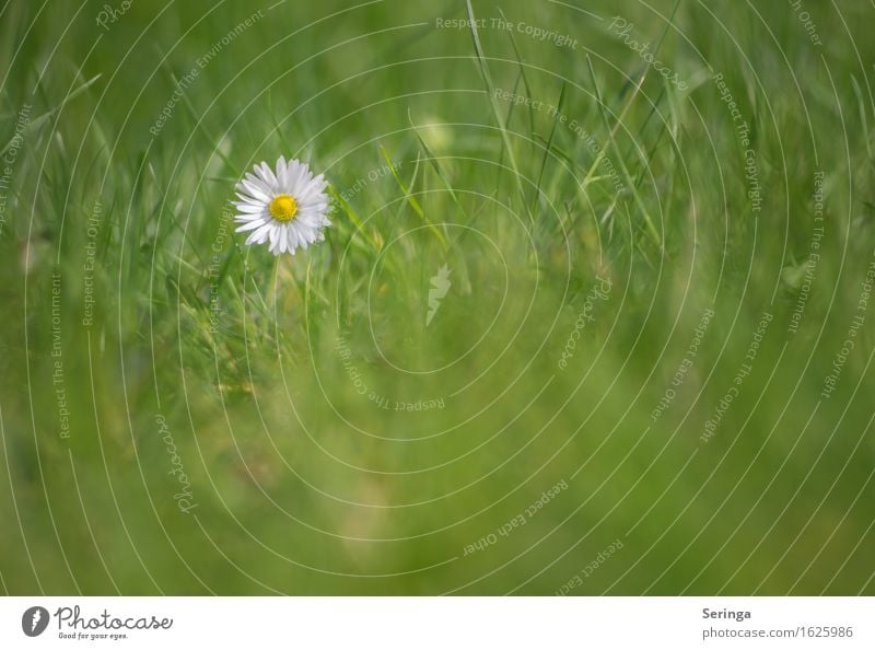 Einzelkämpfer Umwelt Natur Landschaft Pflanze Tier Blume Gras Blatt Blüte Garten Park Wiese Blühend Gänseblümchen Rasen Farbfoto Gedeckte Farben mehrfarbig