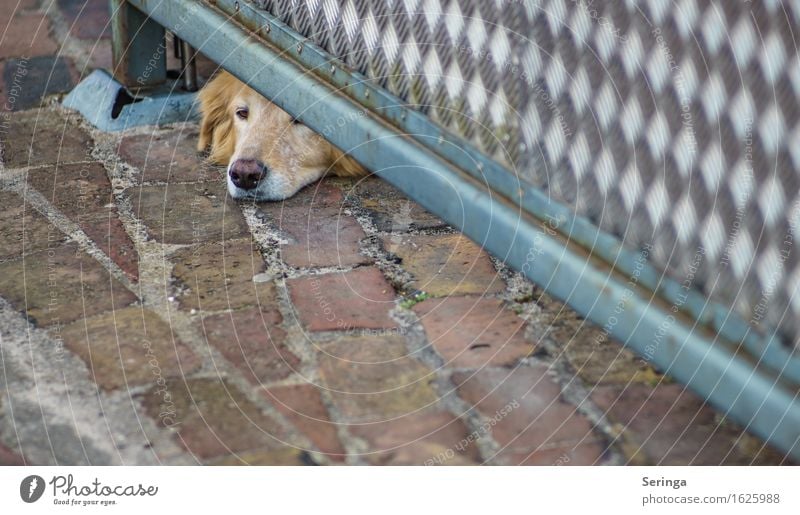 Neugierig Tier Haustier Hund Tiergesicht 1 streichen warten Haushund Farbfoto mehrfarbig Außenaufnahme Detailaufnahme Menschenleer Textfreiraum rechts