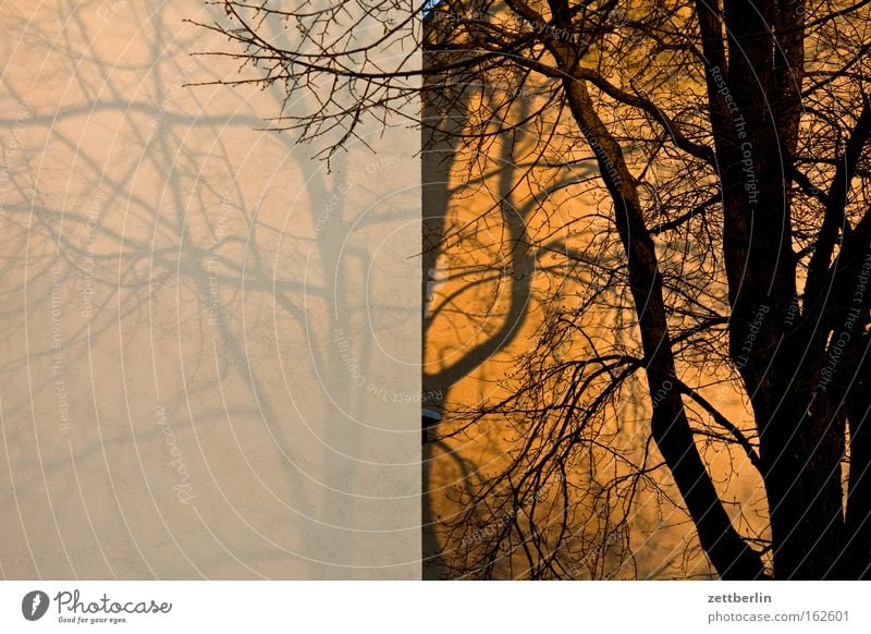 Dämmerung Baum Baumstamm Ast Zweig Herbst Wand Haus Gebäude Mauer Brandmauer Sonnenuntergang Schatten Jahreszeiten