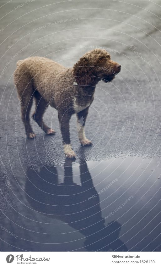 fritze Tier Haustier Hund 1 stehen nass braun grau Freundschaft Locken Asphalt Straße Pfütze Farbfoto Gedeckte Farben Außenaufnahme Menschenleer