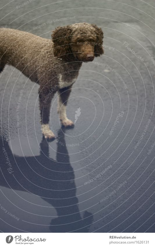 Fritzi 2 Regen Locken Tier Haustier Hund 1 stehen warten Pfütze Asphalt Straße Farbfoto Gedeckte Farben Außenaufnahme Textfreiraum unten Tag