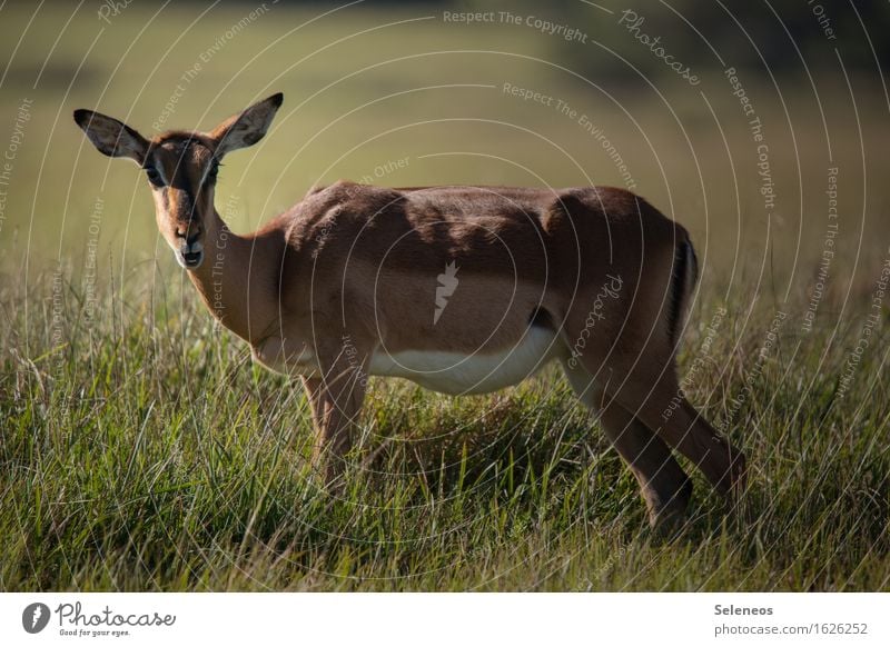 going wild Ferien & Urlaub & Reisen Tourismus Ausflug Abenteuer Ferne Freiheit Safari Expedition Umwelt Natur Gras Wiese Tier Wildtier 1 beobachten frei nah