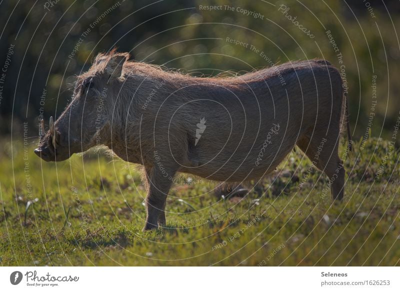 Pumba Ferien & Urlaub & Reisen Tourismus Ausflug Safari Sommer Umwelt Natur Schönes Wetter Gras Wiese Tier Wildtier Tiergesicht Warzenschwein 1 beobachten