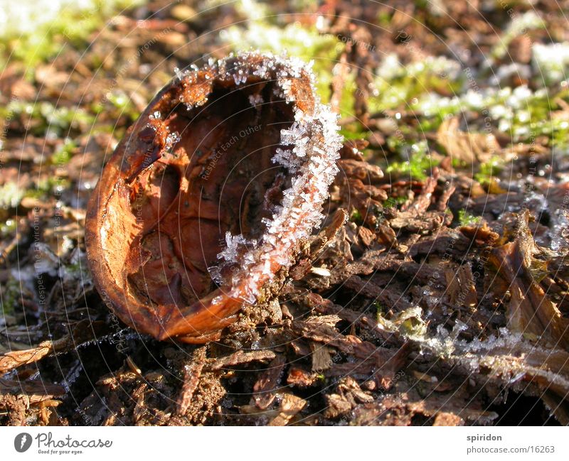 Eisnuss Nuss Raureif Licht Walnuss