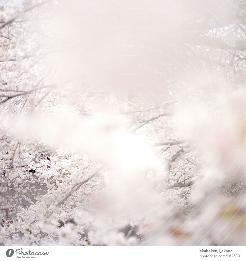 Sakura #4 Tokyo Schererei Quadrat Filmindustrie Licht Luft Japan Stimmungsbild locker weiß rosa Kirschblüten Blume