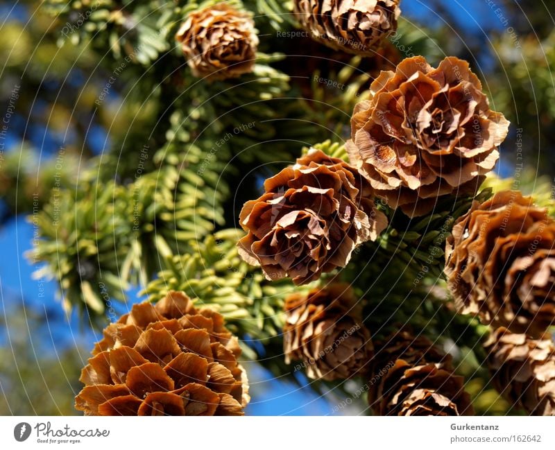 Frisch gezapft Zapfen Tanne Baum Detailaufnahme Makroaufnahme Kanada Natur Samen Ast Weihnachtsbaum Tannennadel schön