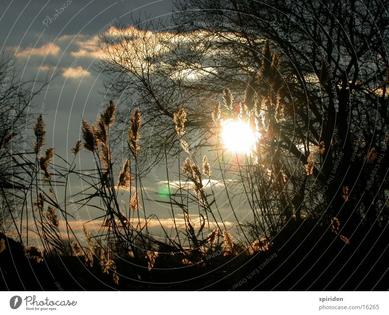 Schilfsonne Schilfrohr Gegenlicht Sonne Kontrast