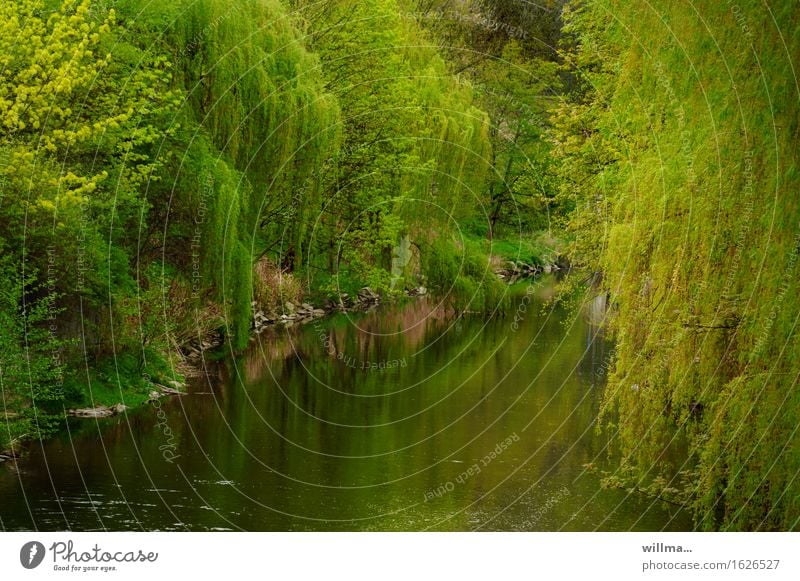 der verflossene Pflanze Frühling Baum Weide Trauerweide Flussufer grün Reflexion & Spiegelung Idylle üppig (Wuchs) Natur natürlich Mai Farbfoto Außenaufnahme