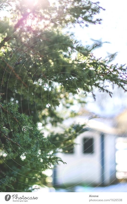 blaumachen | Winterschlaf Wetter Schnee Wacholder Nadelbaum Garten Hütte Gartenhaus Holzhaus Holzhütte frieren kalt grün weiß Immergrüne Pflanzen Farbfoto