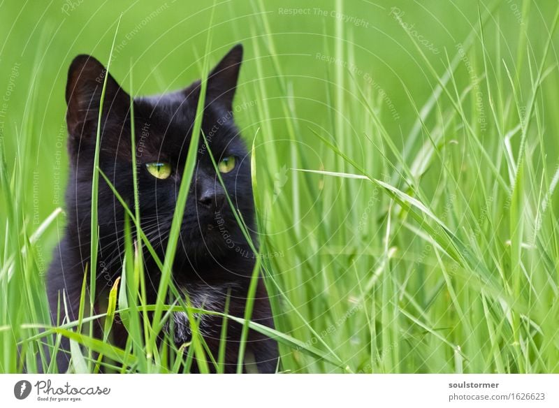 Hans-Georg Freizeit & Hobby Jagd Tier Haustier Katze 1 beobachten Erholung genießen hocken kämpfen sitzen bedrohlich Erfolg kuschlig listig Neugier rebellisch