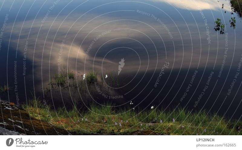 Traumwelt Lofoten schön Ferien & Urlaub & Reisen Berge u. Gebirge Wasser Himmel Wolken Blume Gras Blatt außergewöhnlich blau grün Reinlichkeit Sauberkeit