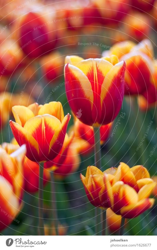 netstat -tulpn Umwelt Pflanze Sonnenlicht Frühling Blume Tulpe Blüte Tulipa Garten Park Beet Blühend Wachstum Duft gelb orange rot Erotik Farbe Liebe