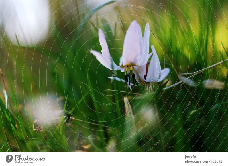 la plante blanche Blume Pflanze Blüte weiß grün Gras Natur Botanik Blütenblatt Blütenstempel Frühling Blühend Wachstum schön