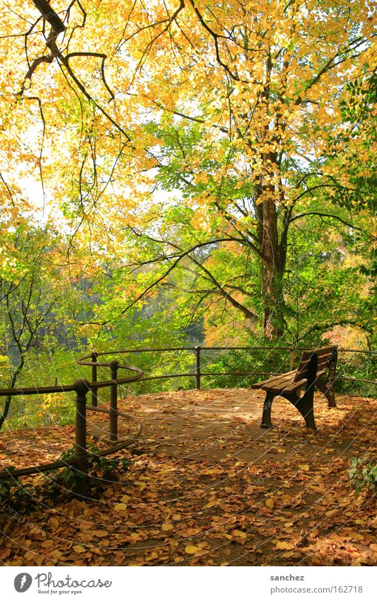 Herbstlicht Park Bank Wald Baum Blatt Erholung