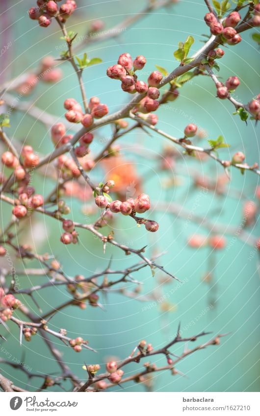 Quittenblüte Natur Pflanze Frühling Klima Sträucher Blüte Zierquitte Garten Blühend hell rosa türkis Stimmung Frühlingsgefühle Vorfreude Romantik ästhetisch