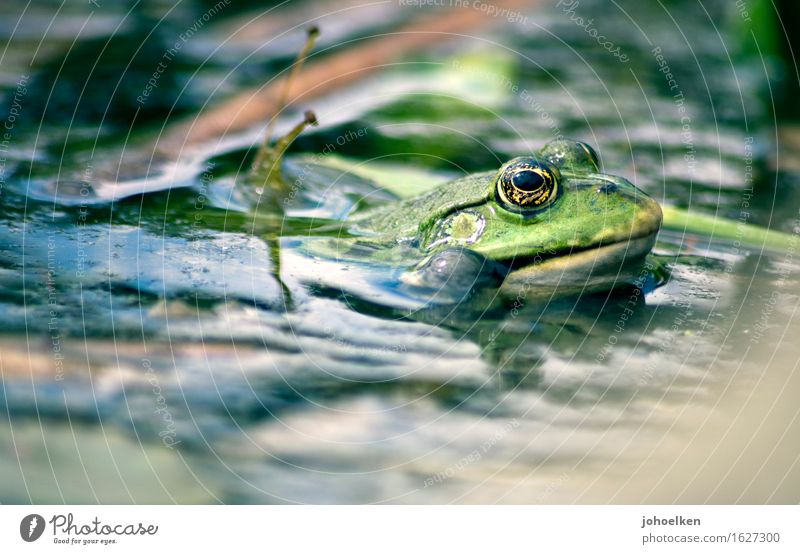 Quark! Wasser Garten Seeufer Tier Wildtier Frosch Wasserfrosch 1 glänzend grün Optimismus Märchen Froschkönig Quaken Teich Gartenteich Frühling Froschauge